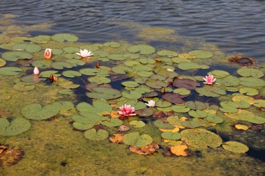 nilüferler ve duckweed