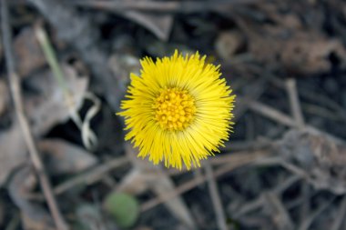 Coltsfoot clipart