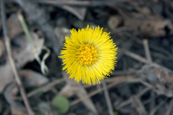 stock image Coltsfoot