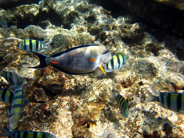 Tropical Fish In The Red Sea — Stock Photo, Image