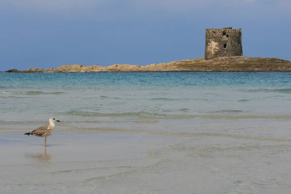 Deniz, martı ve kule — Stok fotoğraf
