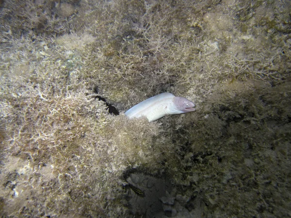 Biały moray węgorzy — Zdjęcie stockowe