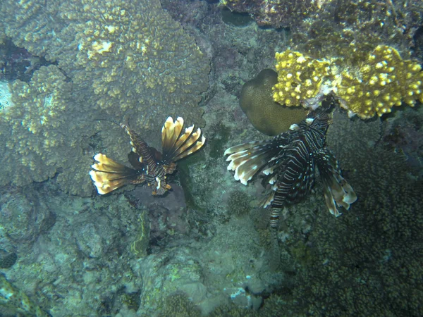 Twee koraalduivels — Stockfoto