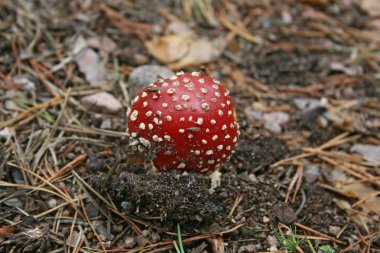 sinek agaric flys ile