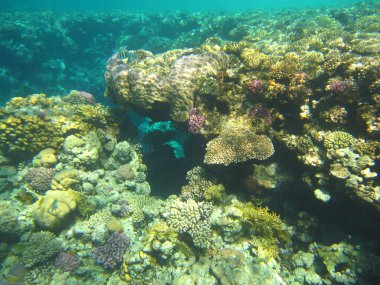 Kızıl denizdeki mercan kayalıkları