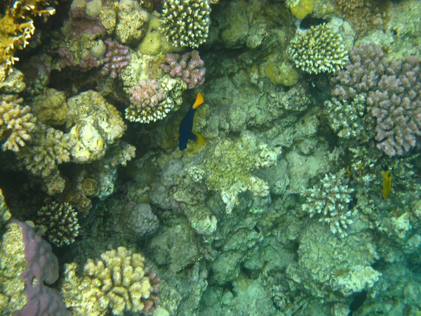 Recifes de coral no mar vermelho — Fotografia de Stock