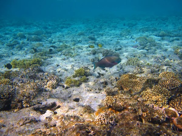 Tropické ryby v červeném moři — Stock fotografie