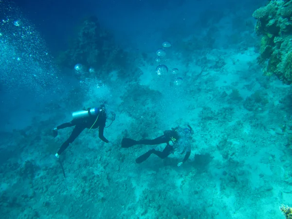 海の底でダイバー — ストック写真