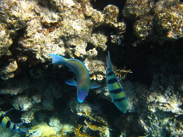 Tropical Fish In The Red Sea — Stock Photo, Image
