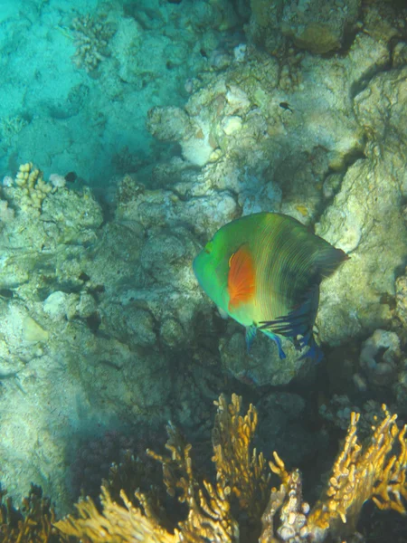 Tropické ryby v červeném moři — Stock fotografie