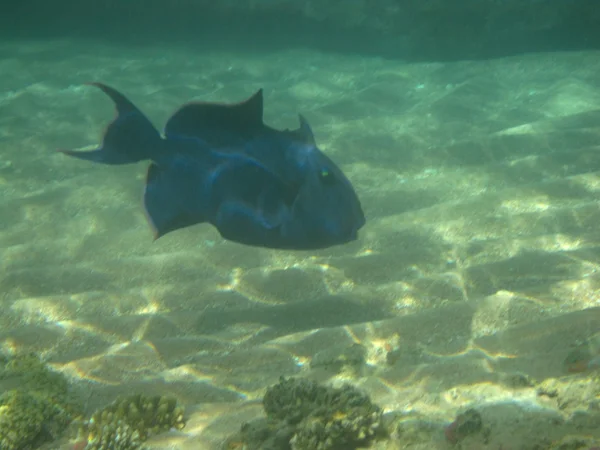 Pseudobalistes Fuscus Fish — Stock Photo, Image