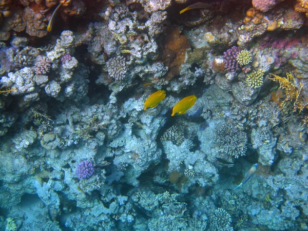 Trópusi halak a vörös tengerben — Stock Fotó