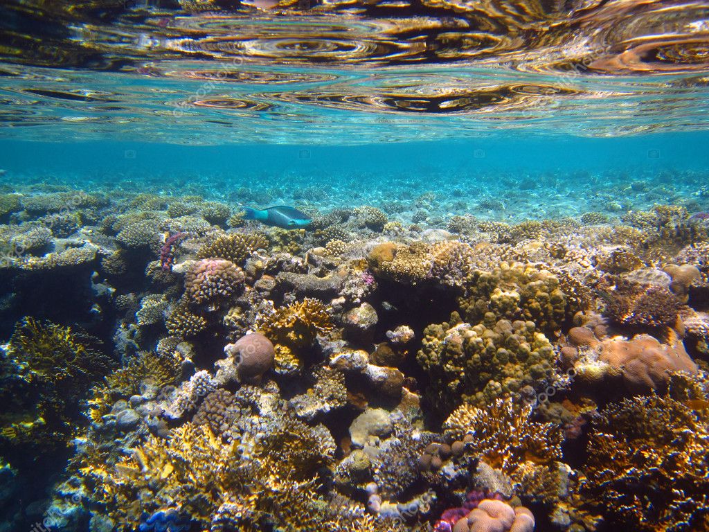 Coral reef in the Red sea ⬇ Stock Photo, Image by © alexalexl #1370116