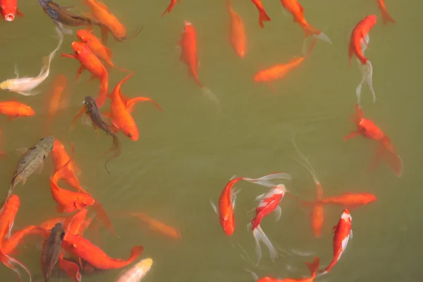 Red Tropical Fish In The Pond
