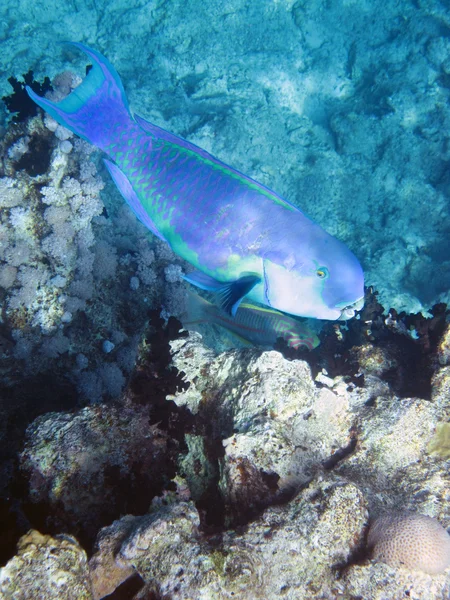 Tropiske fisk - Stock-foto