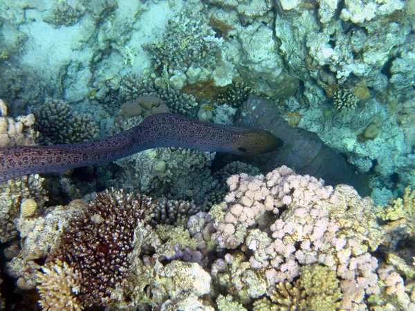 Moray anguila —  Fotos de Stock