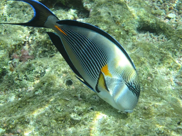 Tropische vis in de rode zee — Stockfoto