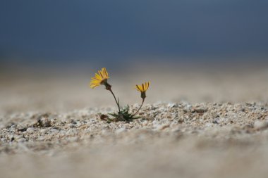 Desert flowers clipart