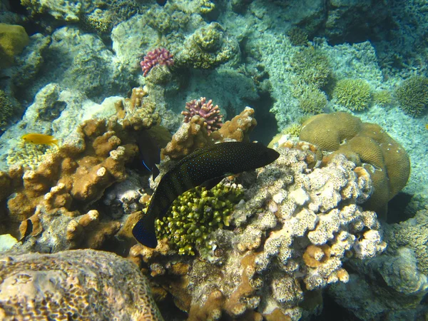 Coloridos peces tropicales — Foto de Stock