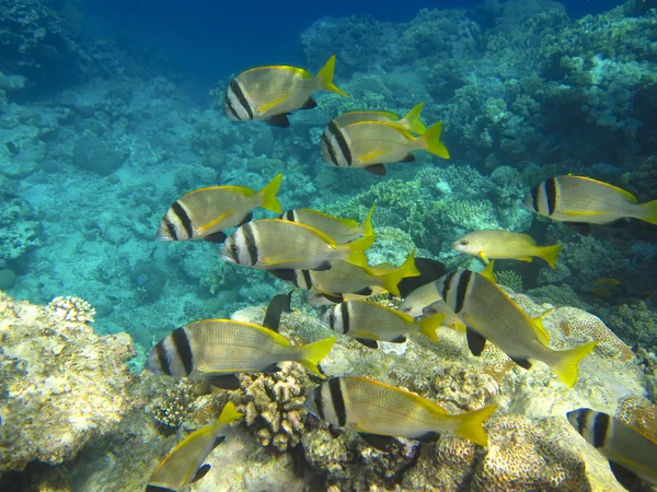 Hejno tropických ryb — Stock fotografie