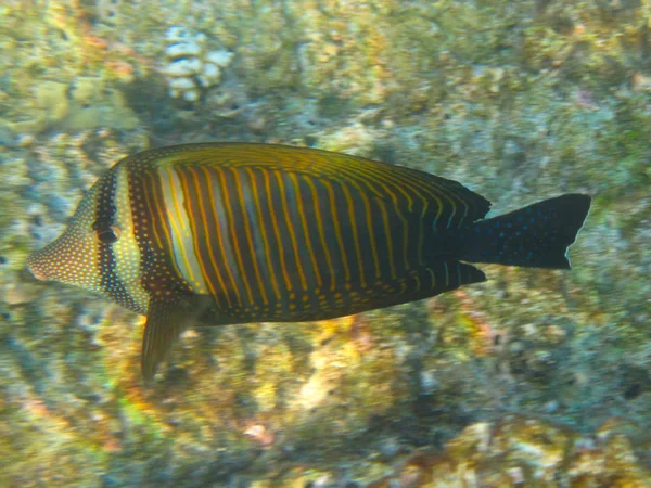 Farverige tropiske fisk - Stock-foto