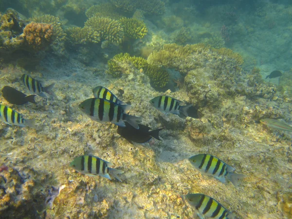 Shoal of tropical fish — Stock Photo, Image