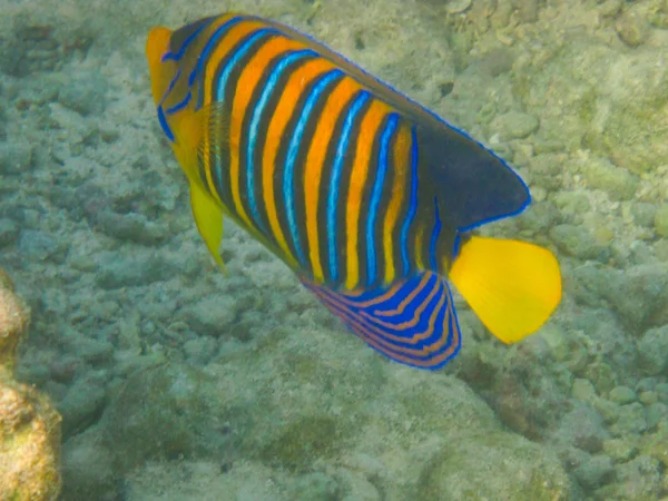 Tropiske fisk - Stock-foto