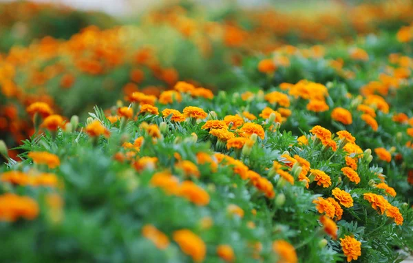 Canteiro de flores primavera — Fotografia de Stock