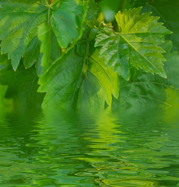 stock image Green grape leaves in water