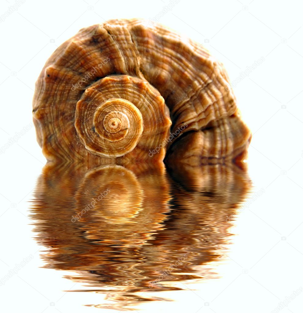 Colored spiral shell