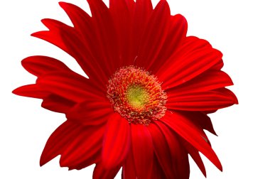 Gerbera