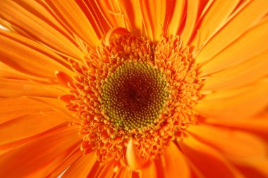 Gerbera