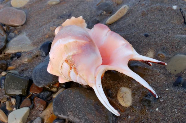 Roze schelp met hoorns — Stockfoto