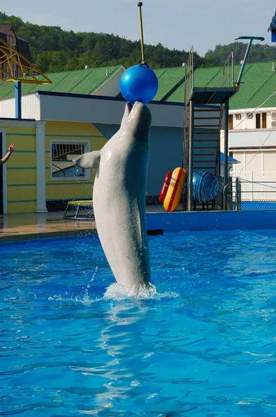 海豚玩球 — 图库照片