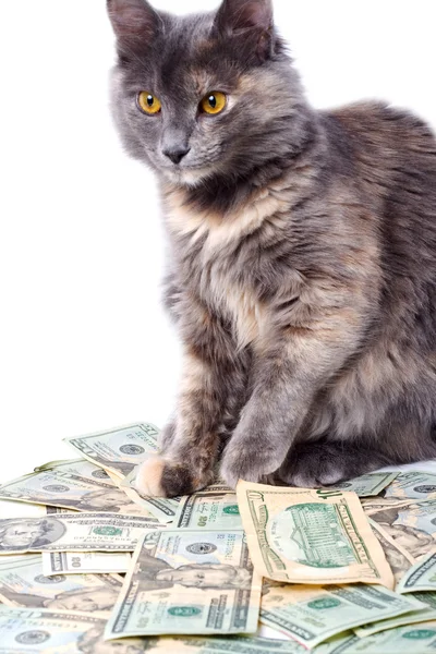 Dólares e gatos — Fotografia de Stock