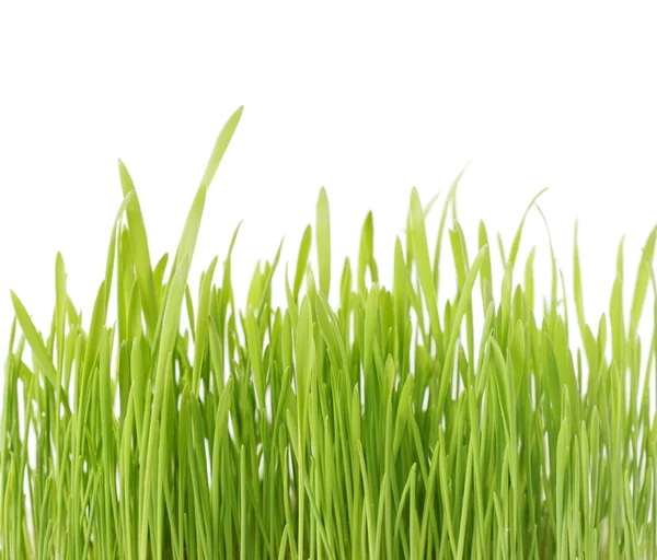 Grönt gräs isolerade — Stockfoto