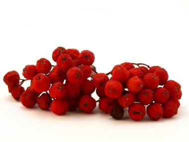 Kırmızı rowanberry
