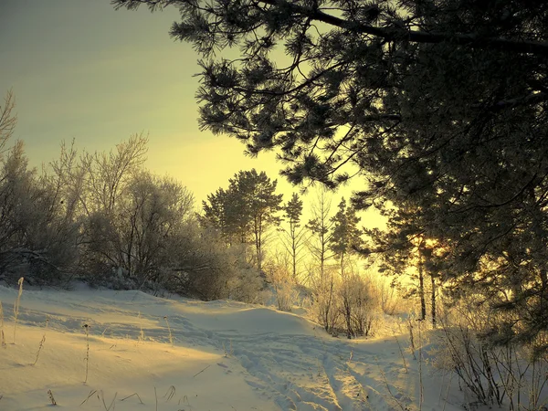 Vintersolnedgang – stockfoto