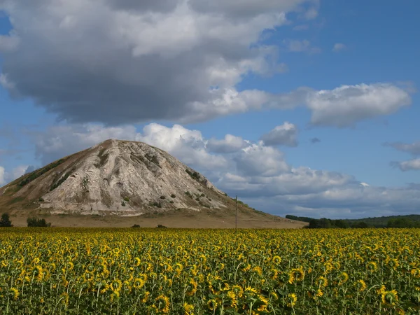 stock image Field of the sunflowers