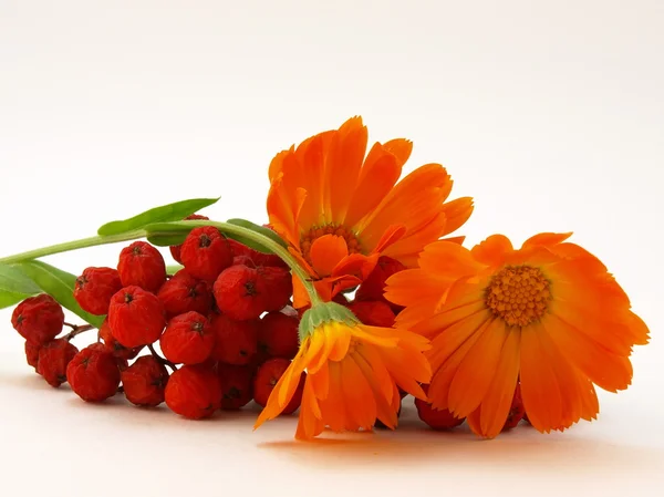 빨간색 rowanberry과 노란색 꽃 — 스톡 사진