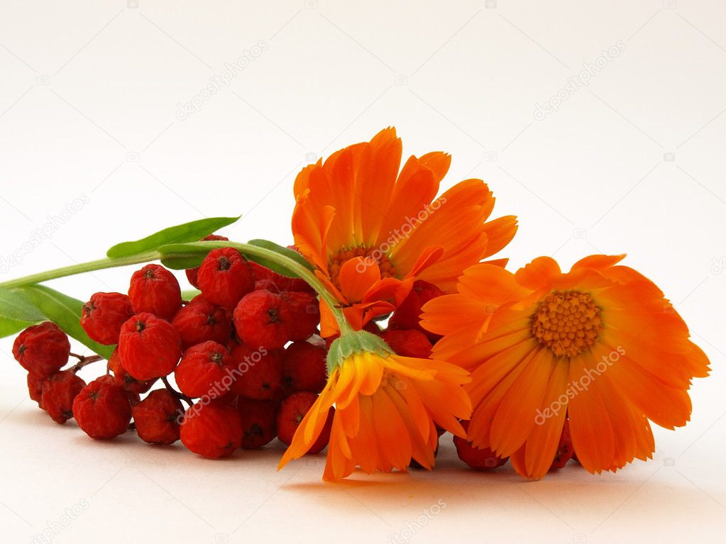 Red rowanberry and yellow flowers