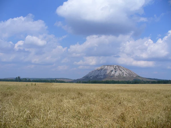 Пшеничне поле і високий пагорб — стокове фото