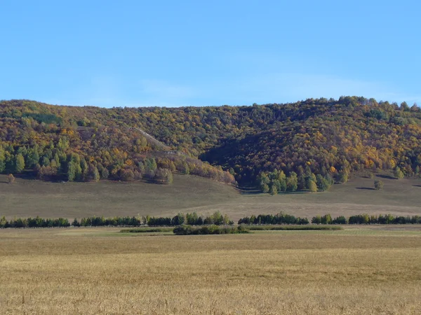 Autumn trees on the mountains — Stock Photo, Image