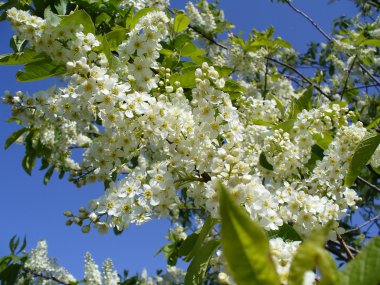 Flowering bird cherry tree clipart