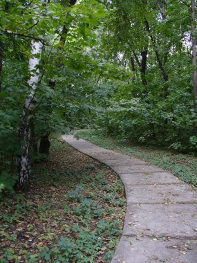 Huş grove