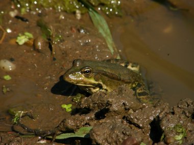 Frog clipart