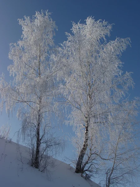 冬天桦树 — 图库照片