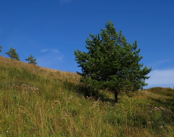 Pijnbomen op de heuvel — Stockfoto