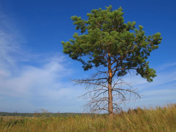 stock image Pine