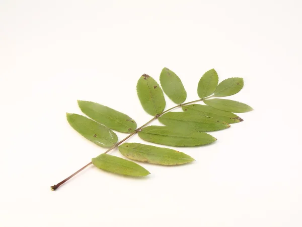 Ramo folhas verdes árvore rowann — Fotografia de Stock